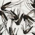 Africa, Asia vulnerable to spread of Zika virus -WHO