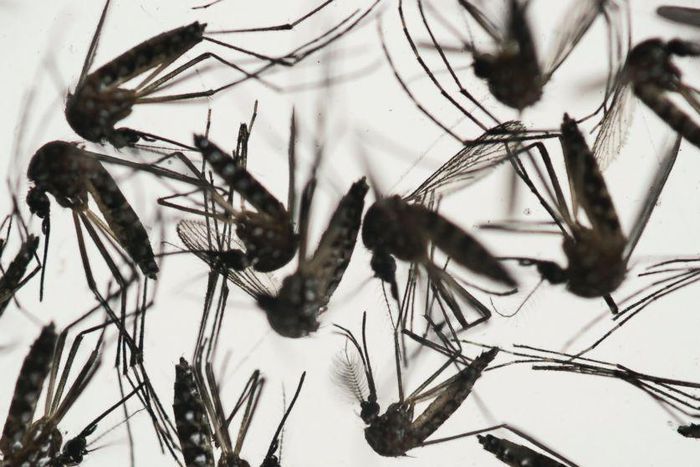 Africa, Asia vulnerable to spread of Zika virus -WHO
