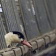 Hong Kong on holiday health alert after China bird flu death