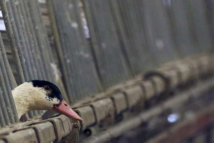 Hong Kong on holiday health alert after China bird flu death