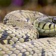 ___4274445___https:______static.pulse.com.gh___webservice___escenic___binary___4274445___2015___10___19___16___snake_2162930b