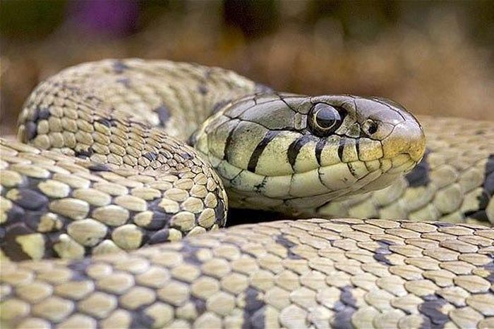 ___4274445___https:______static.pulse.com.gh___webservice___escenic___binary___4274445___2015___10___19___16___snake_2162930b