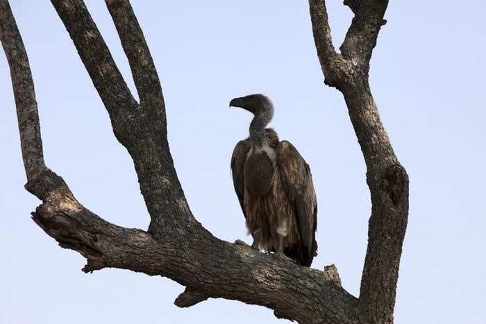 An African White Backed Vulture sits on a tree in the Serengeti National Park plains August 18, 2012. REUTERS/Noor Khamis