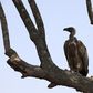 An African White Backed Vulture sits on a tree in the Serengeti National Park plains August 18, 2012. REUTERS/Noor Khamis