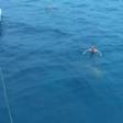 Man nearly collides with shark while swimming