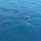 Man nearly collides with shark while swimming