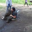 Picture of an elephant playing on woman's lap goes viral