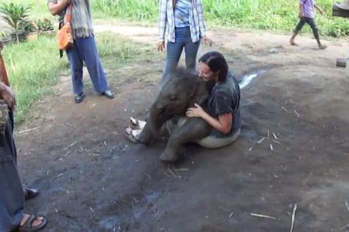 Picture of an elephant playing on woman's lap goes viral