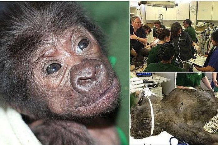 First baby gorilla delivered by cesarean section in Britain