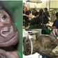 First baby gorilla delivered by cesarean section in Britain
