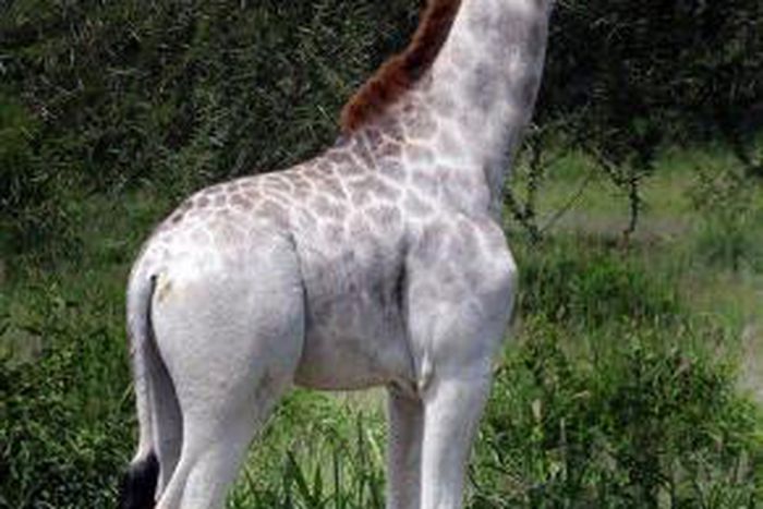 Pictures of rare white giraffe seen at a zoo in Africa goes viral