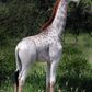 Pictures of rare white giraffe seen at a zoo in Africa goes viral