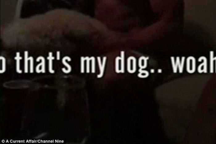 Mitchell Pearce filmed simulating sexual act with dog