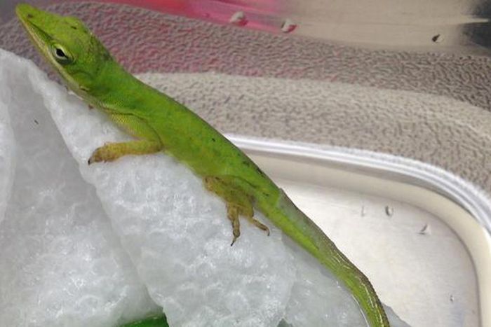 Lizard made class pet after it was found in student salad