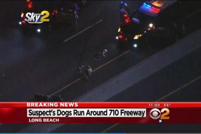 Car chase suspect releases dogs on the police