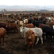 Cows are seen at a Karan Beef farm outside Heidelberg, south-east of Johannesburg April 13, 2011. REUTERS/Siphiwe Sibeko