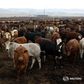 Cows are seen at a Karan Beef farm outside Heidelberg, south-east of Johannesburg April 13, 2011. REUTERS/Siphiwe Sibeko