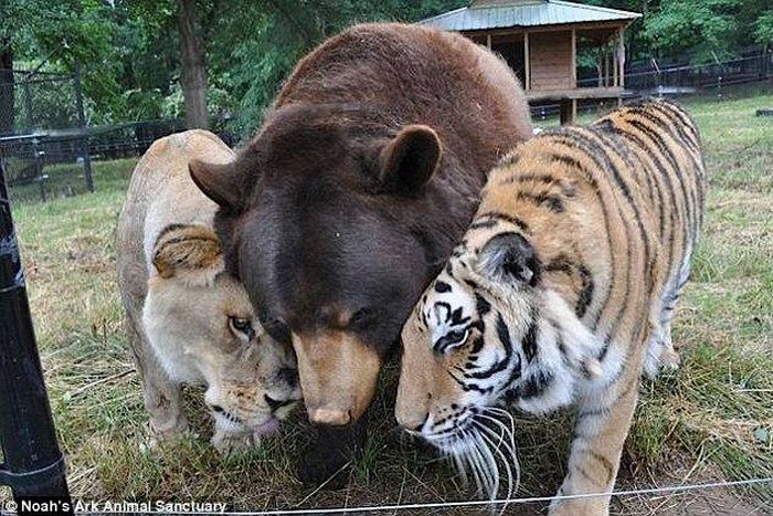 Meet Lion, Tiger and Bear living as brothers for the past 15 years