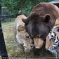 Meet Lion, Tiger and Bear living as brothers for the past 15 years