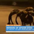 Watch Dog dressed up like a giant spider scare people on the streets