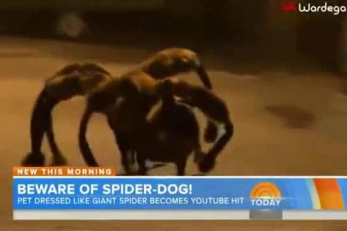 Watch Dog dressed up like a giant spider scare people on the streets