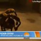 Watch Dog dressed up like a giant spider scare people on the streets