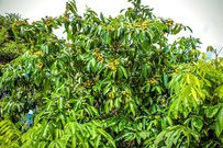 Udara/Agbalumo Tree (African Star Apple Tree)
