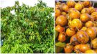Udara Tree: The Sacred Tree You Dare Not Pluck From or Cut Down