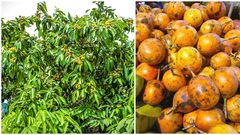 Udara Tree: The Sacred Tree You Dare Not Pluck From or Cut Down