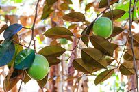 Udara/Agbalumo (African Star Apple)