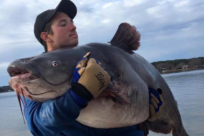 Man goes viral after catching two record-breaking catfish weighing over 90 pounds