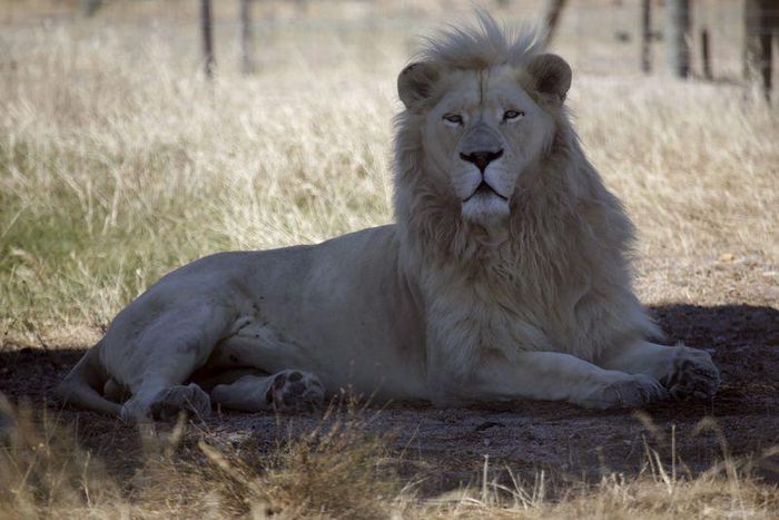 A white lion named Brutus is seen at the Drakenstein Lion Park near Cape Town December 29, 2015. Brutus, who fathered three "miracle" cubs despite having had a vasectomy in his youth, is going back to the vet to have the operation a second time. Brutus...