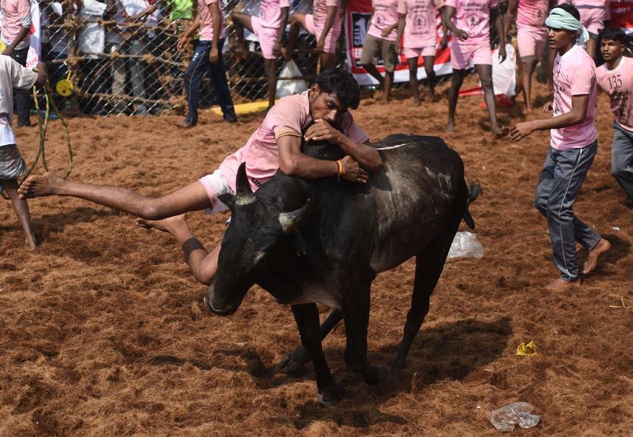 Men killed during Indian bull wrestling  [New Straits Times]