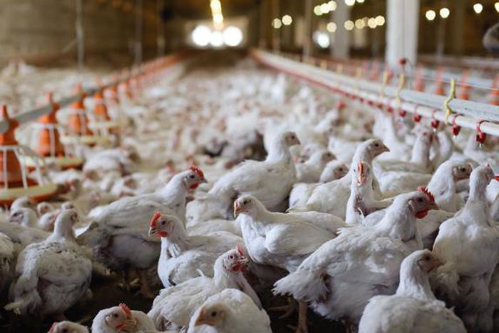 66-year old Man goes viral after dumping 7 chickens at the tax office