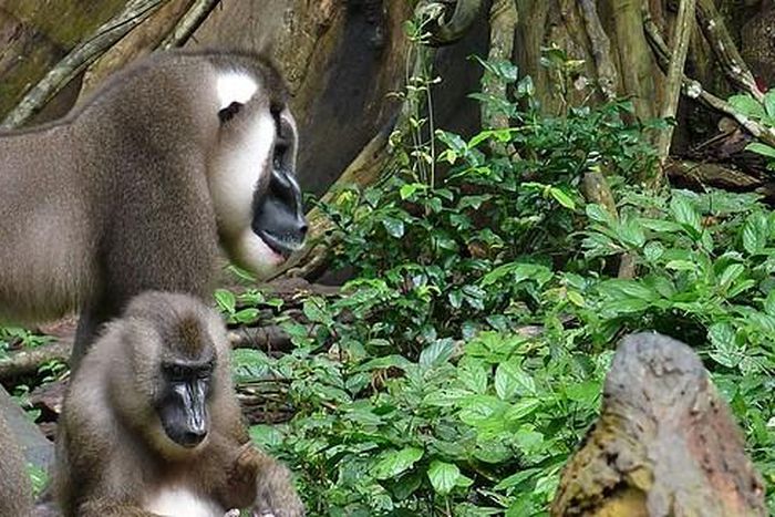 Okomu National Park [KOKOTV]