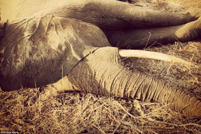Prince Harry embracces sedated elephant in South Africa