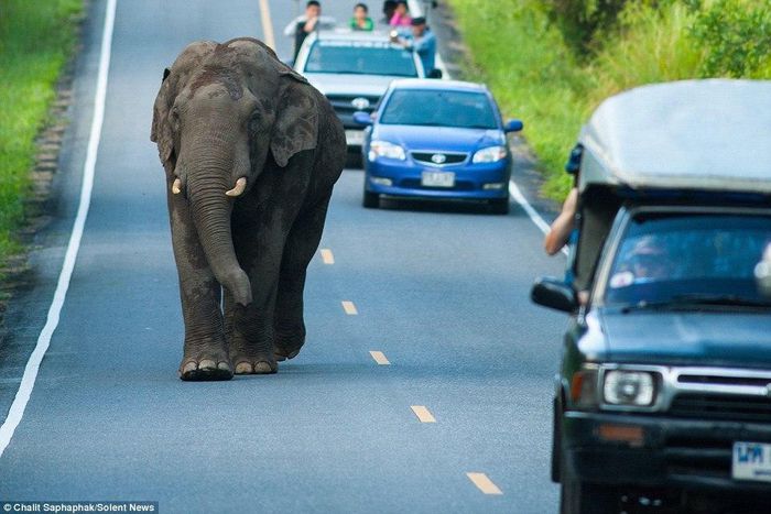 Elephant stops motorists from moving