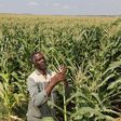A farmer checks on his maiz crop in a file photo. REUTERS/Siphiwe Sibeko