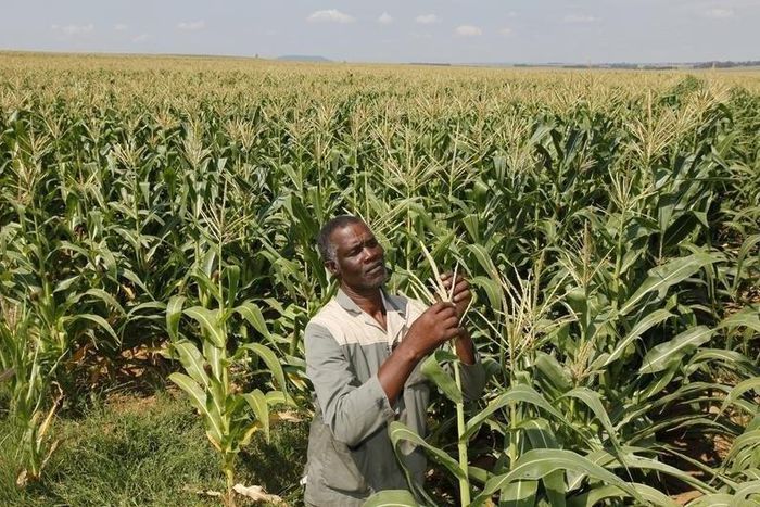 A farmer checks on his maiz crop in a file photo. REUTERS/Siphiwe Sibeko