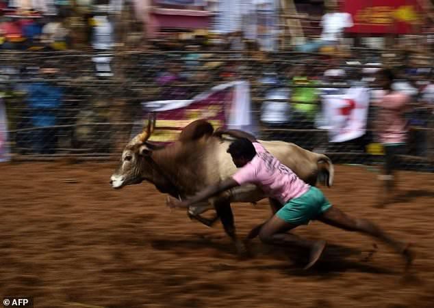 Men killed during Indian bull wrestling [AFP]