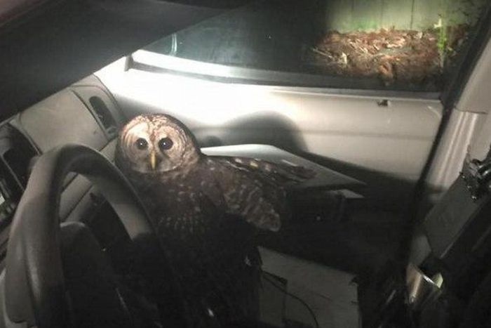 Owl goes viral after attacking police officer