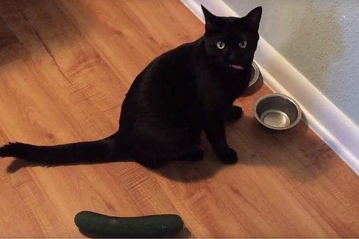 Video of Cats terrified of CUCUMBERS goes viral