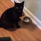 Video of Cats terrified of CUCUMBERS goes viral