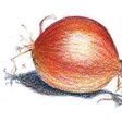 onions