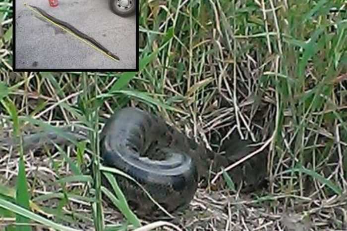Very large and deadly Anaconda captured and killed