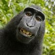 Celebrity Monkey that snapped selfie can't claim intellectual property