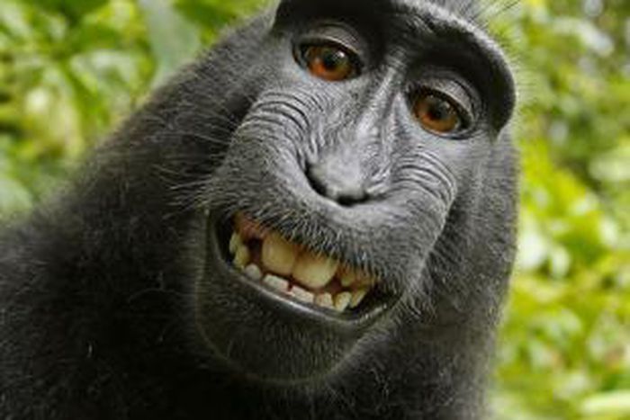 Celebrity Monkey that snapped selfie can't claim intellectual property