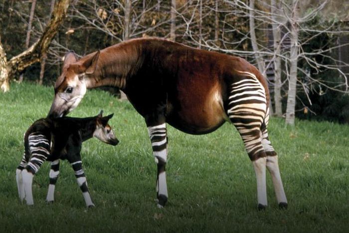 heros-okapi san diego zoo unstitute for conservation research