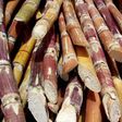 Bauchi residents consume N1m. worth of sugarcane daily - chairman