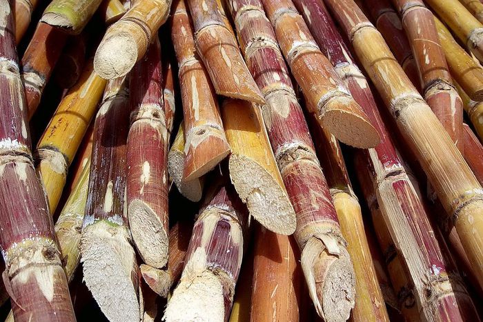 Bauchi residents consume N1m. worth of sugarcane daily - chairman